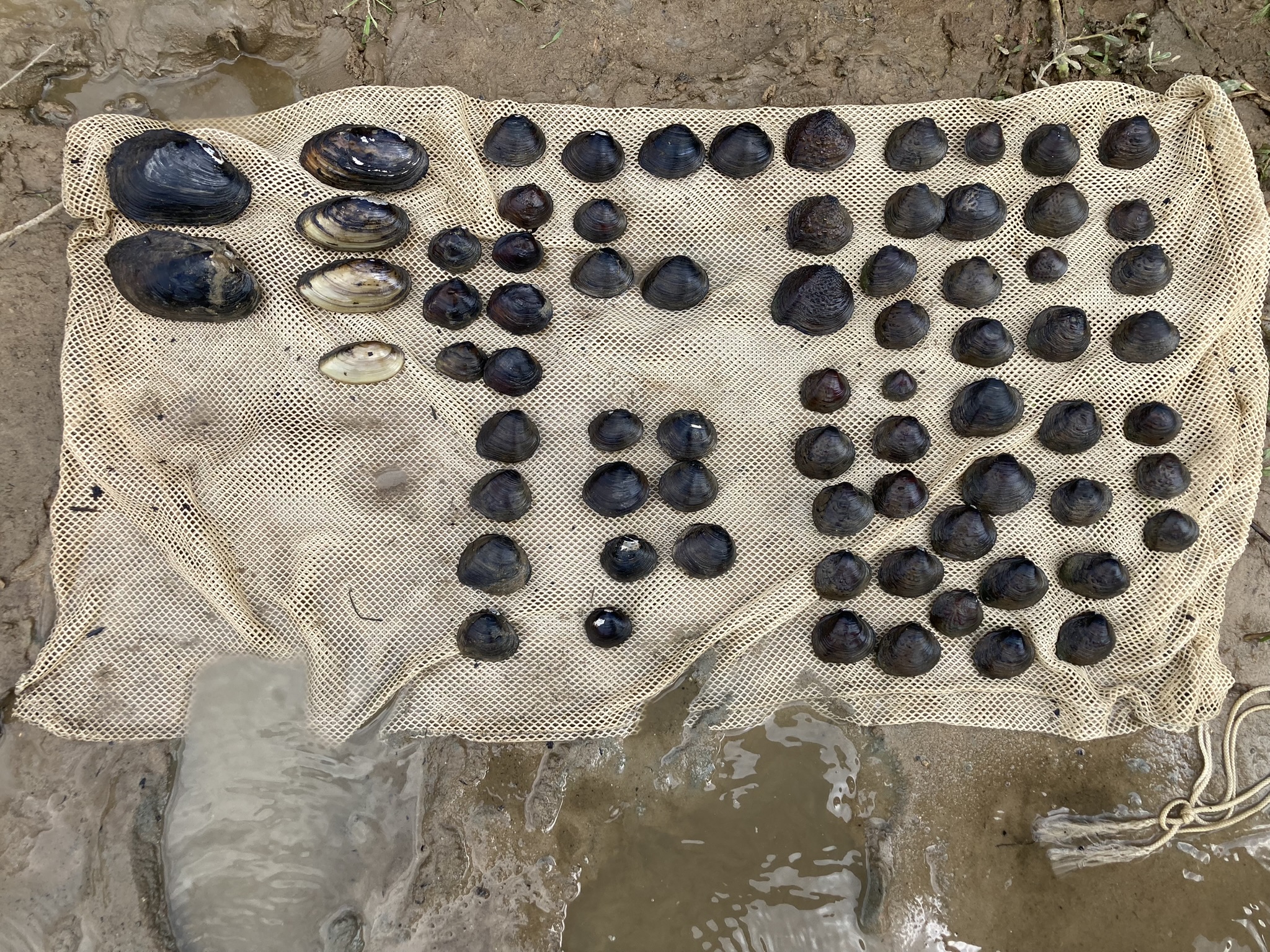 RNR Faculty Work To Protect Louisiana’s  Imperiled Mussels